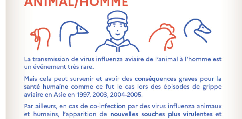 Influenza aviaire